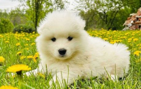 Aramis-male-Samoyed-puppy-for-sale-1-695x1024