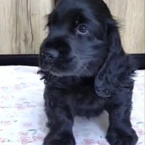 Naria English Cocker Spaniel Naria English Cocker Spaniel