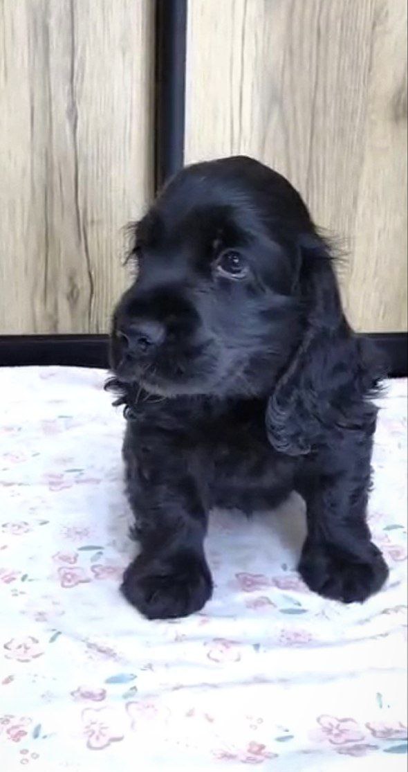 Naria English Cocker Spaniel Naria English Cocker Spaniel