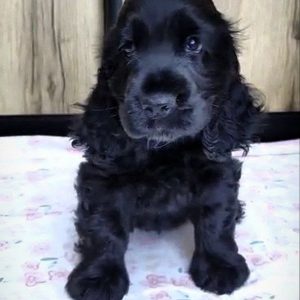 Naria English Cocker Spaniel Naria English Cocker Spaniel