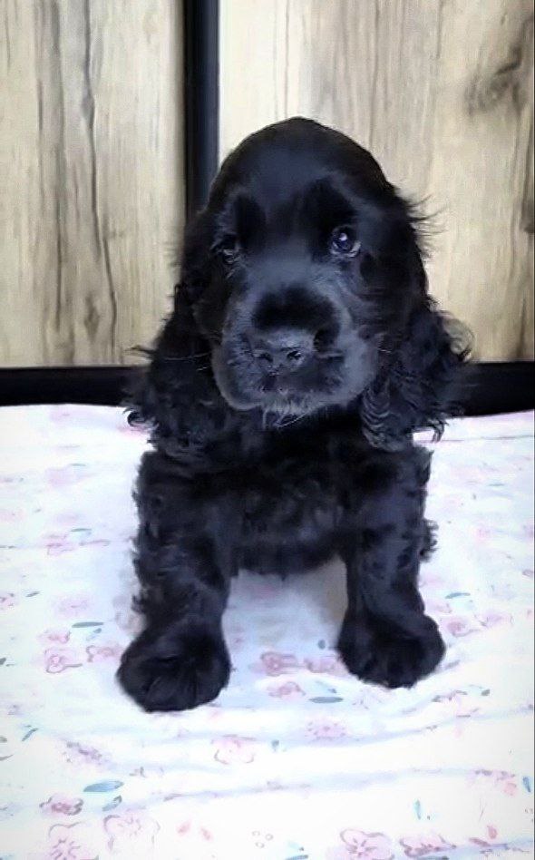 Naria English Cocker Spaniel Naria English Cocker Spaniel