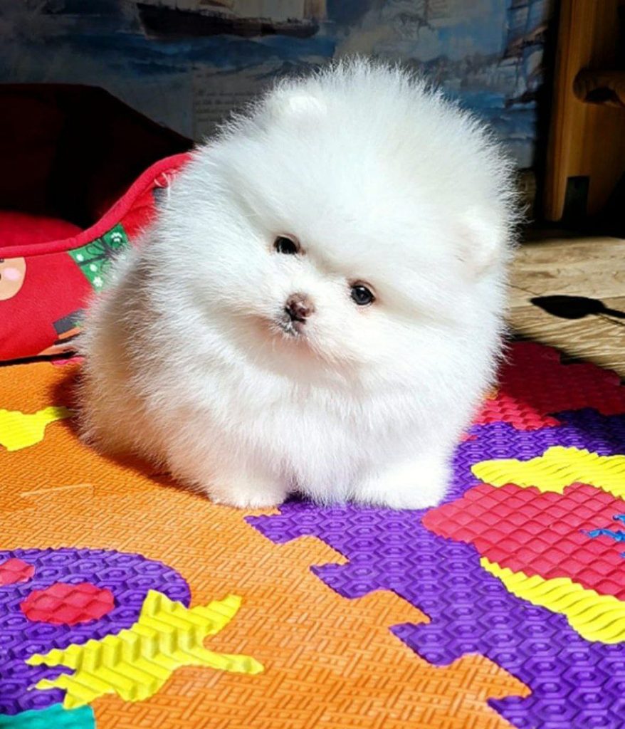 Tiny, white and hypoallergenic puppies