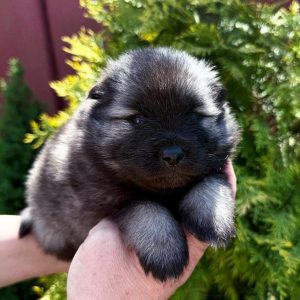 Aurica Keeshond Wolf Spitz