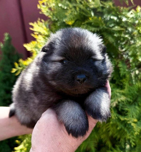 Aurica Keeshond Wolf Spitz Aurica Keeshond Wolf Spitz