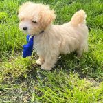 Baxter-male-Maltipoo-puppy-for-sale-1