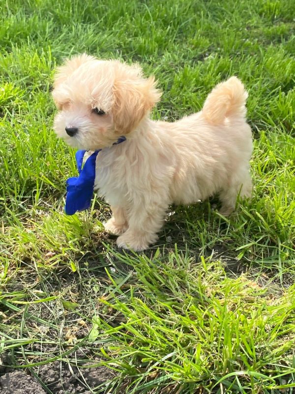 Baxter Maltipoo Baxter Maltipoo