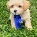 Baxter-male-Maltipoo-puppy-for-sale-2