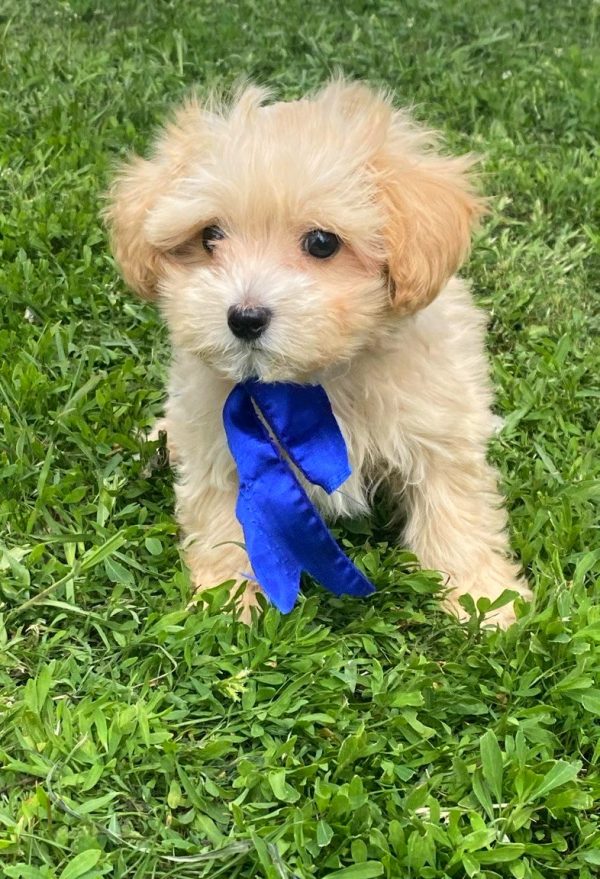 Baxter Maltipoo Baxter Maltipoo
