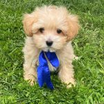 Kio Maltipoo
