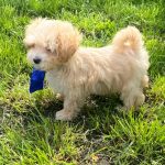 Baxter-male-Maltipoo-puppy-for-sale-4