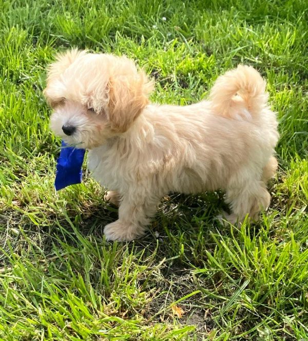 Baxter Maltipoo Baxter Maltipoo