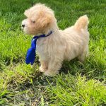 Baxter-male-Maltipoo-puppy-for-sale-5