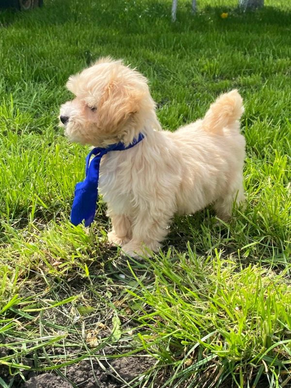 Baxter Maltipoo Baxter Maltipoo