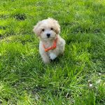 Benny-male-Maltipoo-puppy-for-sale-1