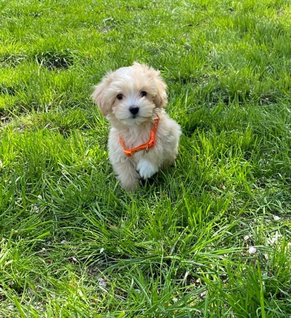 Benny Maltipoo