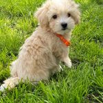 Benny-male-Maltipoo-puppy-for-sale-2