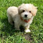 Buzz Maltipoo