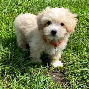 Benny Maltipoo Benny Maltipoo