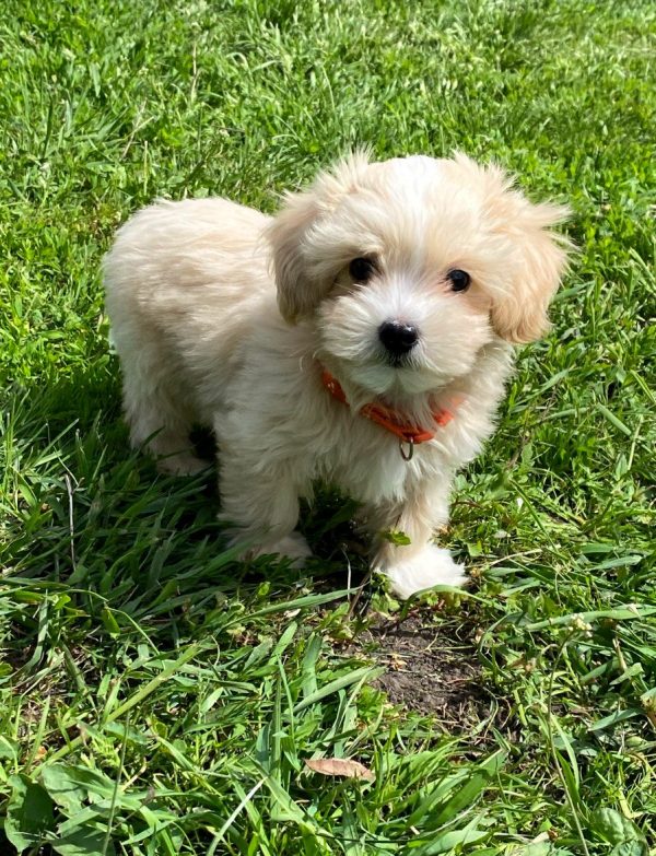 Benny Maltipoo