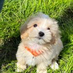 Benny-male-Maltipoo-puppy-for-sale-4