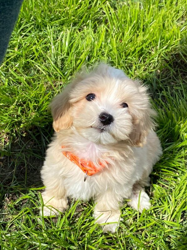 Benny Maltipoo