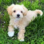 Bruno-male-Maltipoo-puppy-for-sale-1