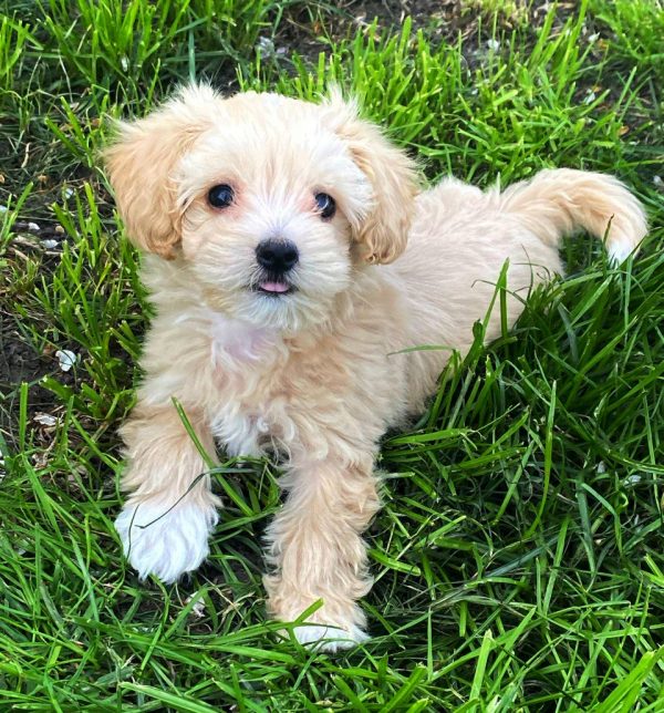 Bruno Maltipoo Bruno Maltipoo