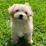 Bruno-male-Maltipoo-puppy-for-sale-2