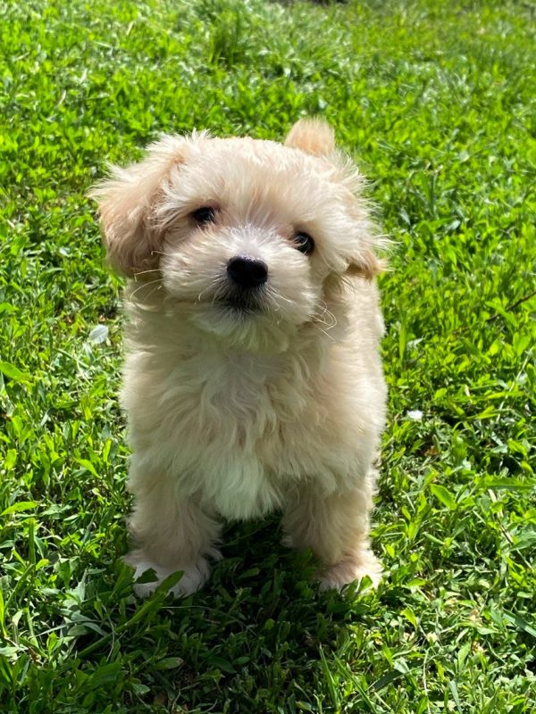 Bruno Maltipoo Bruno Maltipoo