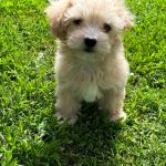 Bruno-male-Maltipoo-puppy-for-sale-3