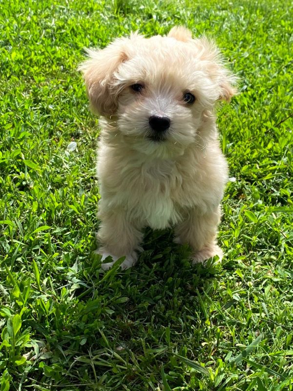 Bruno Maltipoo Bruno Maltipoo