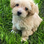 Bruno-male-Maltipoo-puppy-for-sale-4