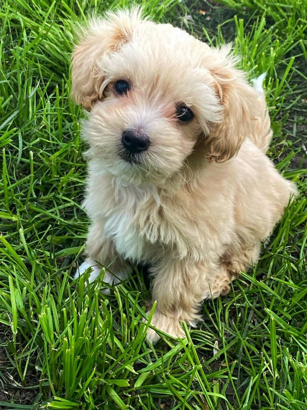 Bruno Maltipoo Bruno Maltipoo