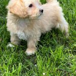 Bruno-male-Maltipoo-puppy-for-sale-5