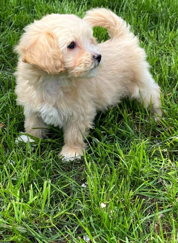 Bruno Maltipoo Bruno Maltipoo