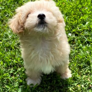 Bruno Maltipoo Bruno Maltipoo