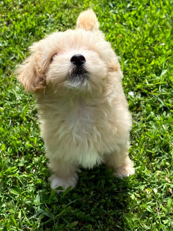 Bruno Maltipoo Bruno Maltipoo