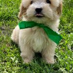 Buzz-male-Maltipoo-puppy-for-sale-1