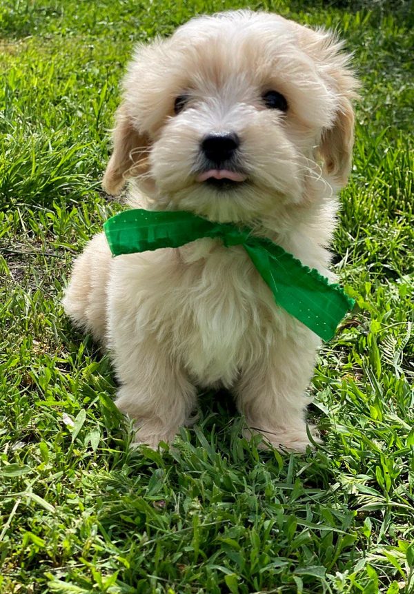 Buzz Maltipoo
