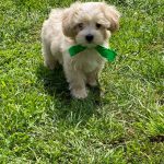 Buzz-male-Maltipoo-puppy-for-sale-2