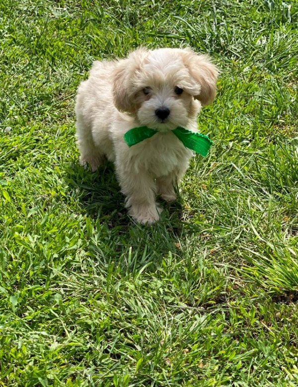 Buzz Maltipoo