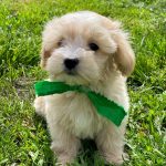 Buzz-male-Maltipoo-puppy-for-sale-3