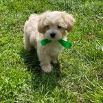 Buzz-male-Maltipoo-puppy-for-sale-4