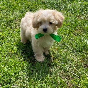Buzz Maltipoo