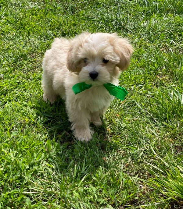 Buzz Maltipoo