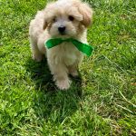 Buzz-male-Maltipoo-puppy-for-sale-5