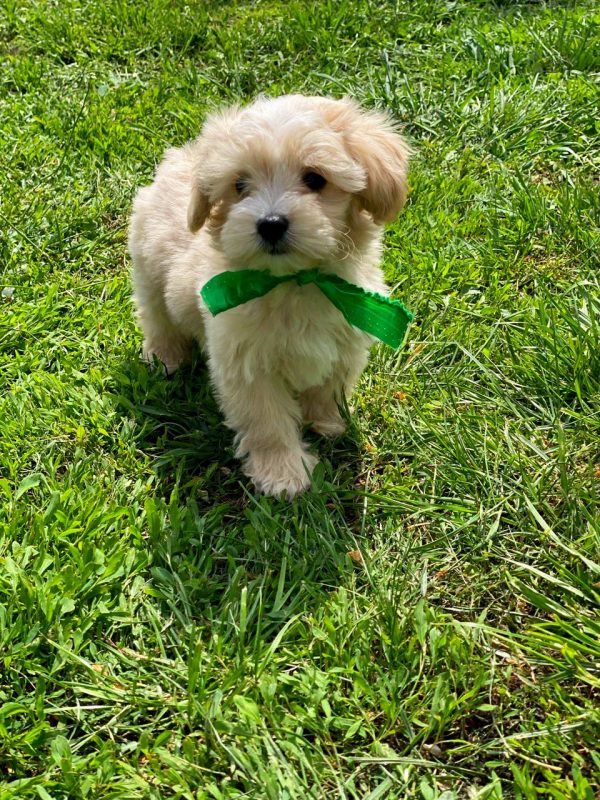 Buzz Maltipoo