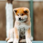 CHIARA-female-Akita-puppy-for-sale-1