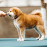 CHIARA-female-Akita-puppy-for-sale-2