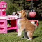 CHIARA-female-Akita-puppy-for-sale-4